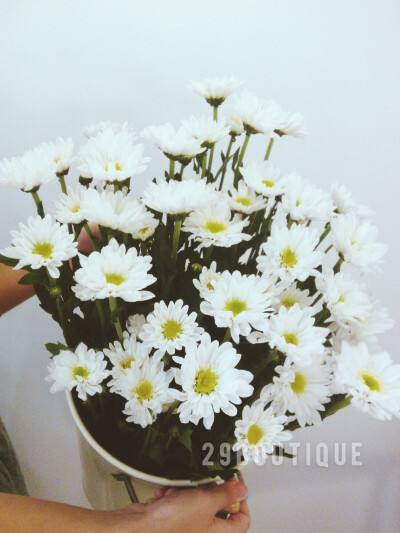 雏菊苹果手机壁纸碎花小雏菊手机壁纸-第1张图片-亚星国际官网