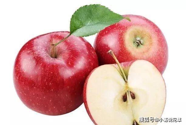 雪中优米苹果版:一天一个苹果，医生远离我，常吃苹果能降低胆固醇，美容养颜！