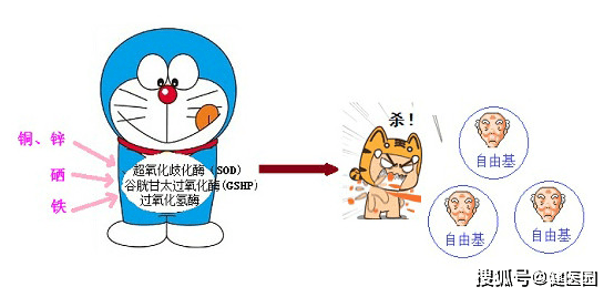 昆虫超进化苹果版:自由基——衰老与疾病的导火索