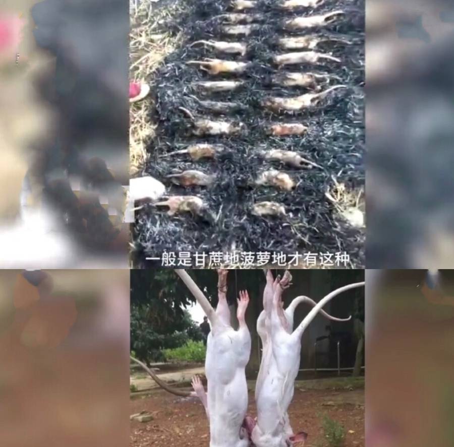 手机克隆:为保护菠萝地，广东人抓一排田鼠爆炒：天冷了，很滋补