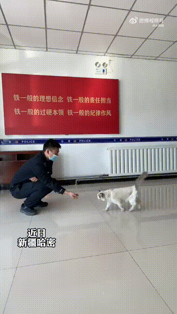 手机算命:黑猫打不开门被身后橘猫狂扇屁股 | 冷兔小报 No.859-第3张图片-亚星国际官网