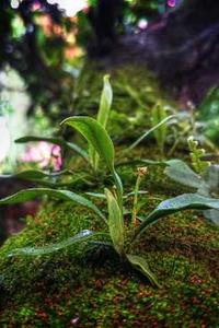 苹果版dt小听