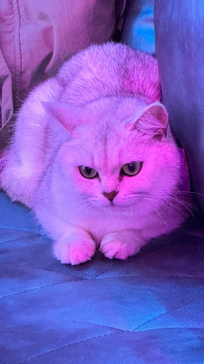 小猫有苹果版吗苹果平板mini1不能下载软件了怎么办-第2张图片-亚星国际官网