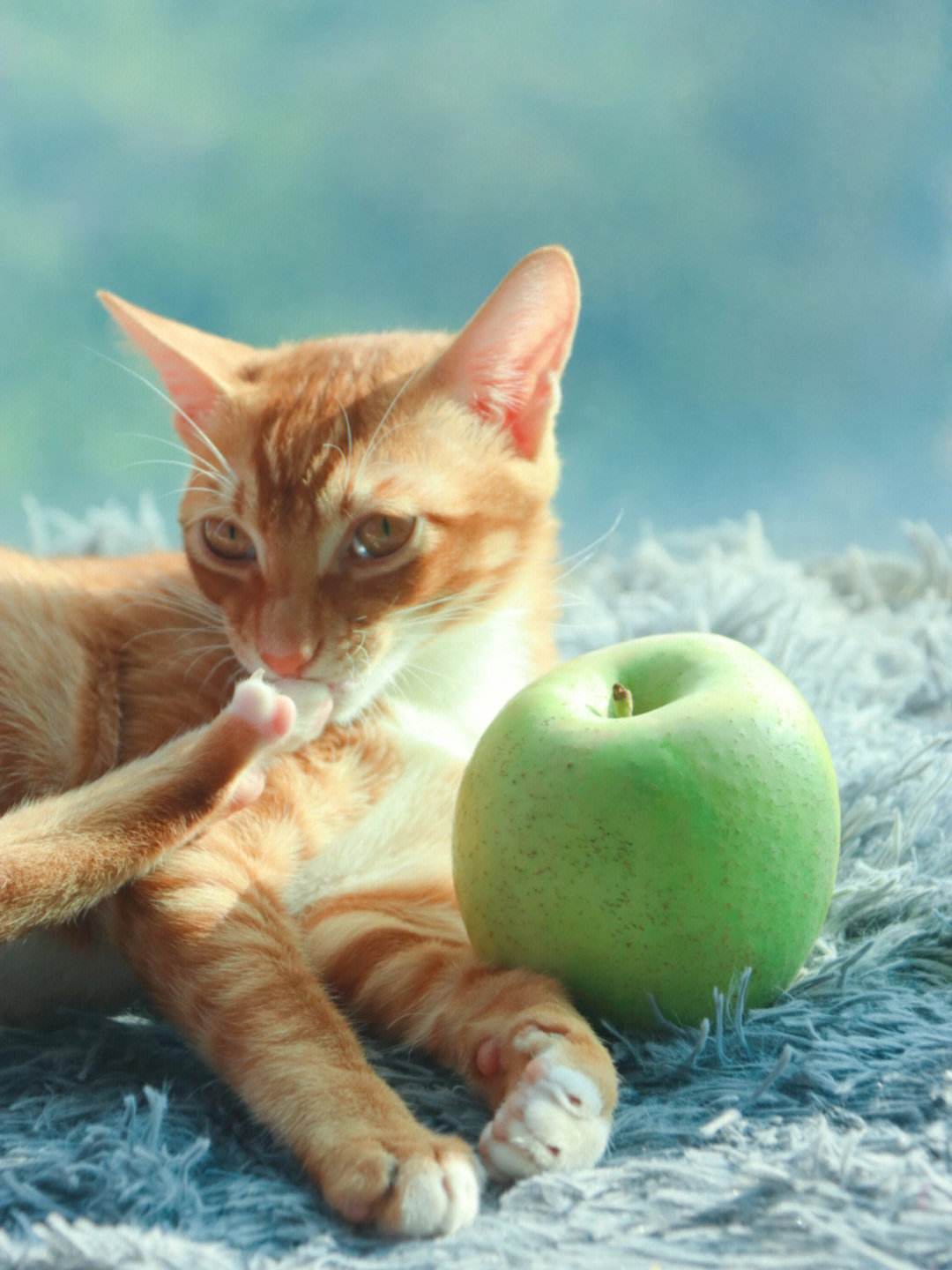 猫咪下载网页苹果版猫狸云官网入口网页版-第2张图片-亚星国际官网