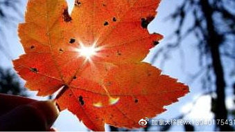 枫叶助手苹果版秋水工具箱新枫之谷-第2张图片-亚星国际官网