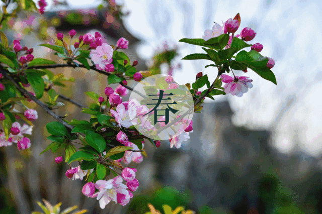 阳光四季动态壁纸安卓版(阳光四季动态壁纸安卓版下载)-第3张图片-QuickQ官网