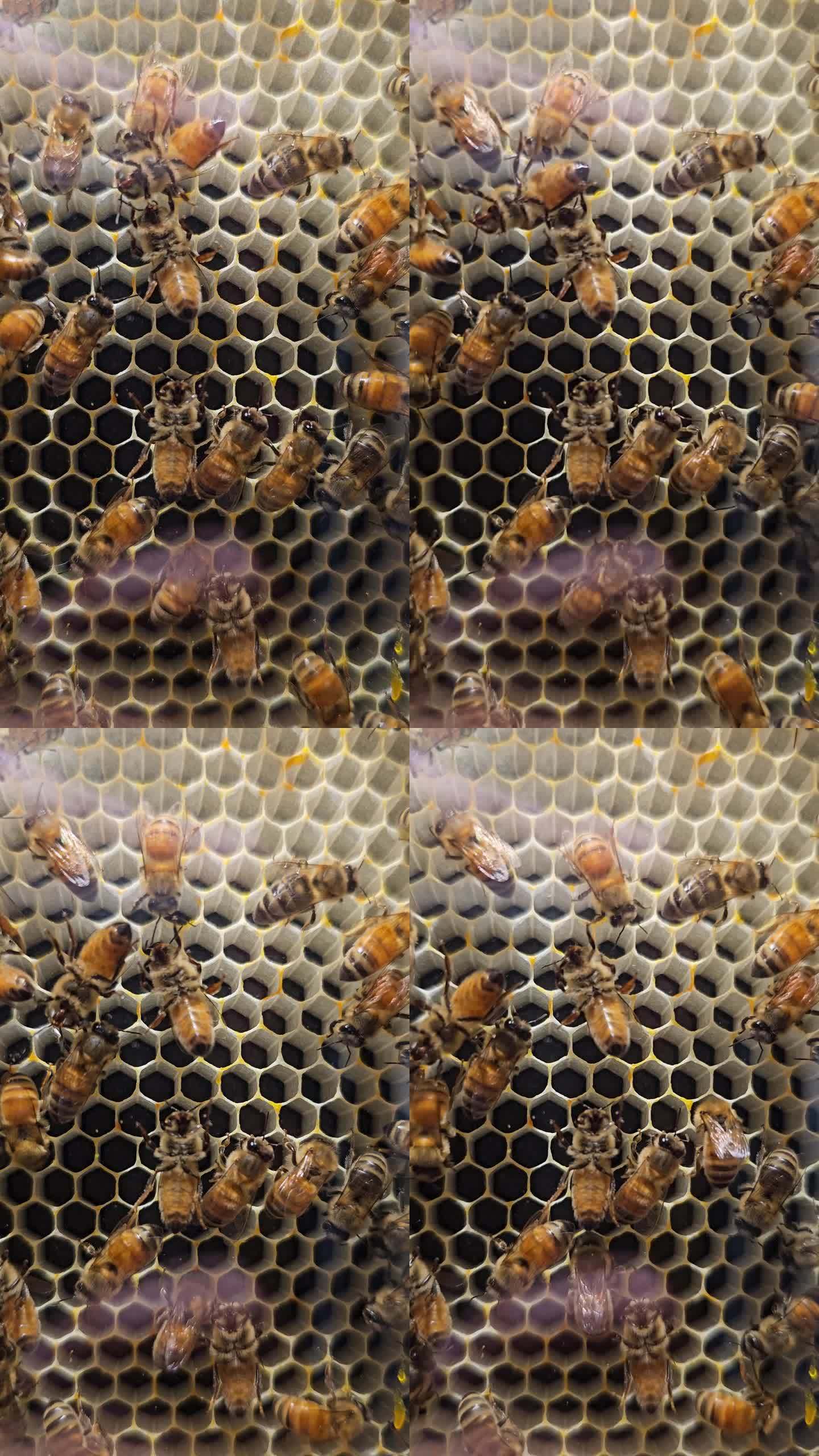 蜜蜂视频官方手机版(蜜蜂视频安卓免费下载安装)-第2张图片-QuickQ官网