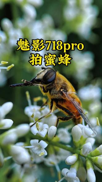 蜜蜂视频官方手机版(蜜蜂视频安卓免费下载安装)-第5张图片-QuickQ官网