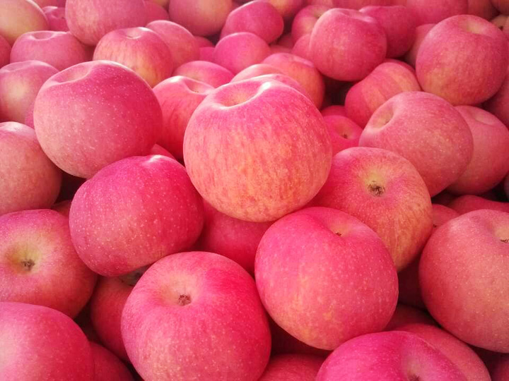 河南版苹果(河南苹果手机)-第2张图片-QuickQ官网