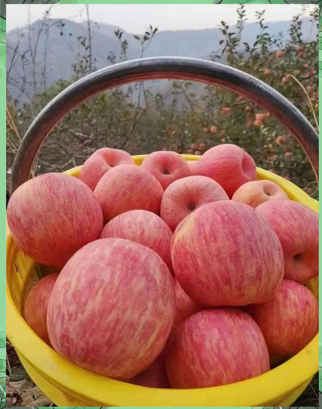 国内版苹果(国内版苹果和美版苹果的区别)-第2张图片-QuickQ官网 国内版苹果(国内版苹果和美版苹果的区别)-第2张图片-QuickQ官网