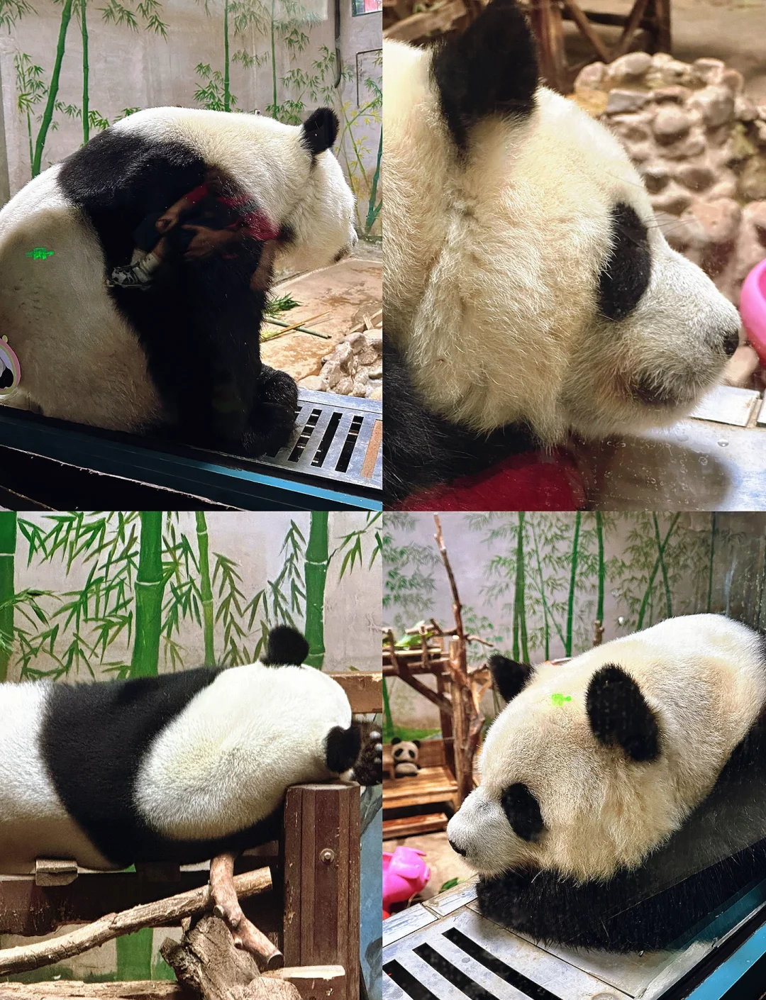 情侣手机冷门壁纸动物版(情侣手机背景图一人一张高清)-第4张图片-QuickQ官网